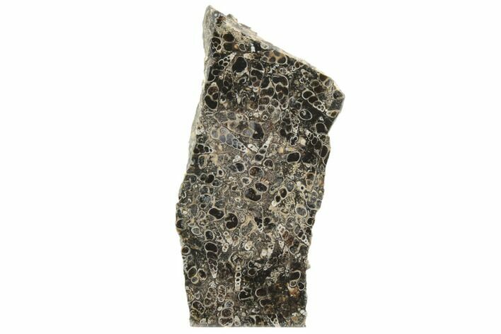 Polished Fossil Turritella Agate Stand Up - Wyoming #193588